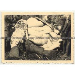 Africa / Congo: Native Congolese Skin Elephant (Vintage Photo B/W 1948)