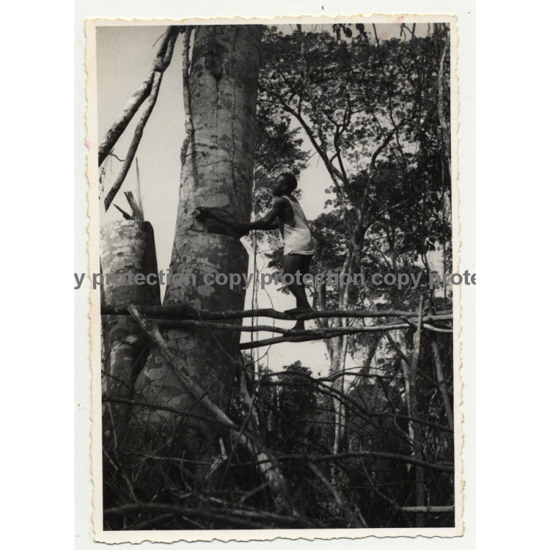 Congo: Native Worker Chops Huge Tree By Hand (Vintage Photo B/W ~1940s)
