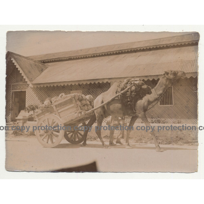 Camel Pulls Loaded Cart / Tanzania? (Vintage Photo B/W 1920s/1930s) Camel Pulls Loaded Cart / Tanzania? (Vintage Photo B/W 1920s/1930s)