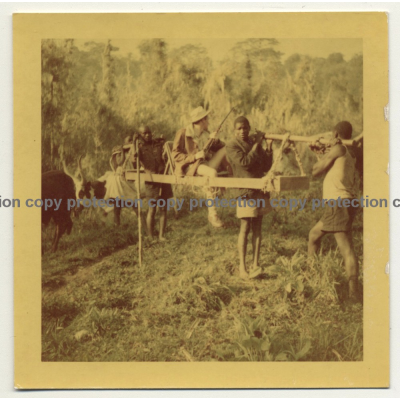 Congo: Colonial Hunter Gets Carried In Palanquin /Rifle (Vintage Photo 4.1.1954)