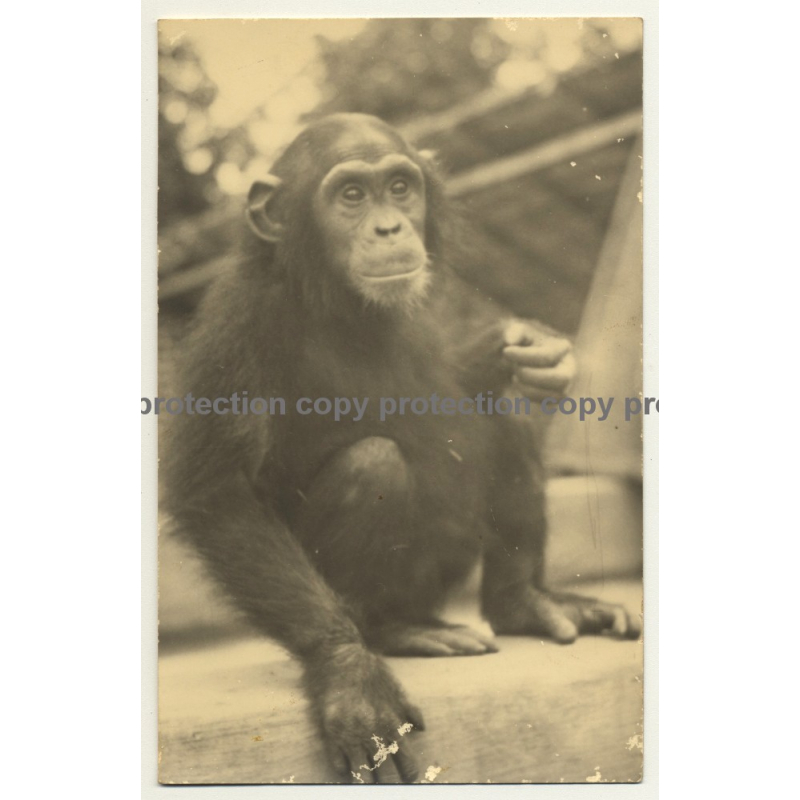 Africa: Baby Chimp / Chimpanzee (Vintage RPPC Gevaert ~1950s)