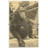 Africa: Baby Chimp / Chimpanzee (Vintage RPPC Gevaert ~1950s)