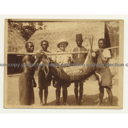 Congo-Belge: Proud Hunter & Natives With Shot Antelope (Vintage Sepia Photo 1920s/1930s)
