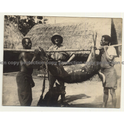 Congo-Belge: Hunter & Natives With Shot Antelope / Rifle (Vintage Photo 1920s/1930s)